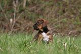 TOSA INU 404